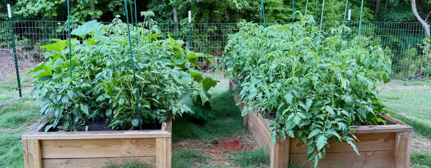 The same two beds forty-one days later, tomatoes and squash filling them completely