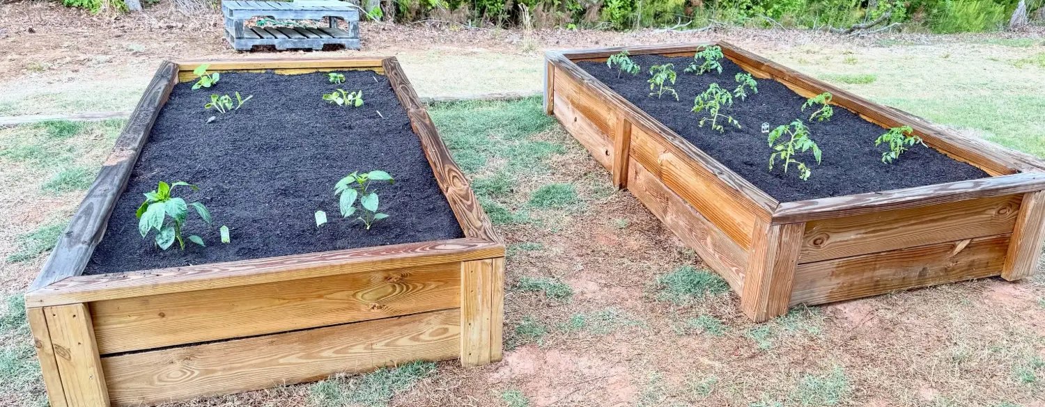 Two newly planted raised beds, bare dark compost showing between small seedlings