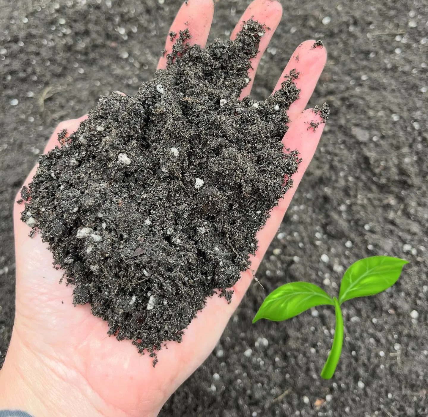 A handful of the finished compost — dark, crumbly and full of structure