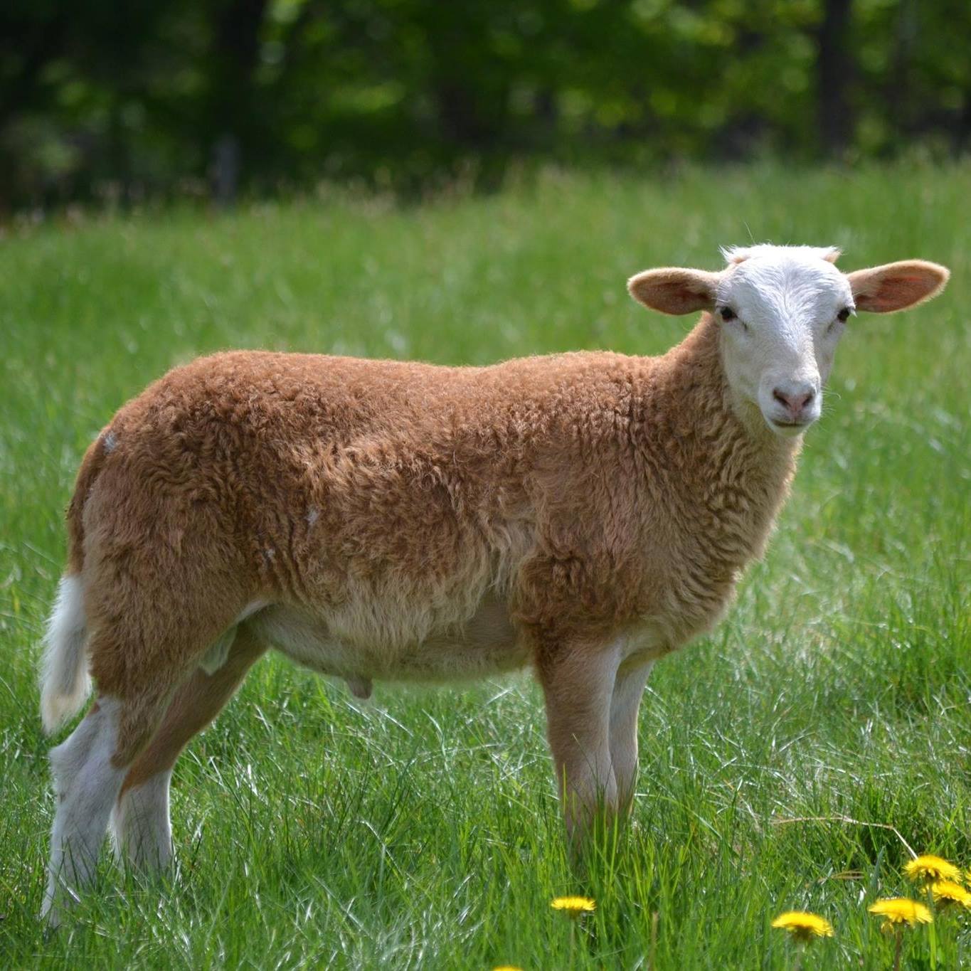 A lamb in the pasture beside the composting yard