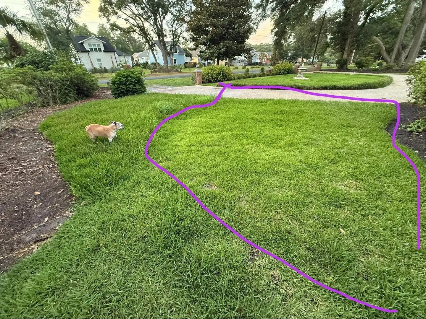 A lawn with the compost-treated area outlined, Coastal Carolinas