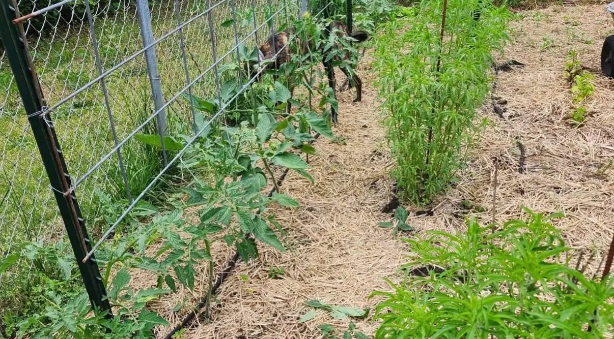A row of young tomato plants over straw mulch