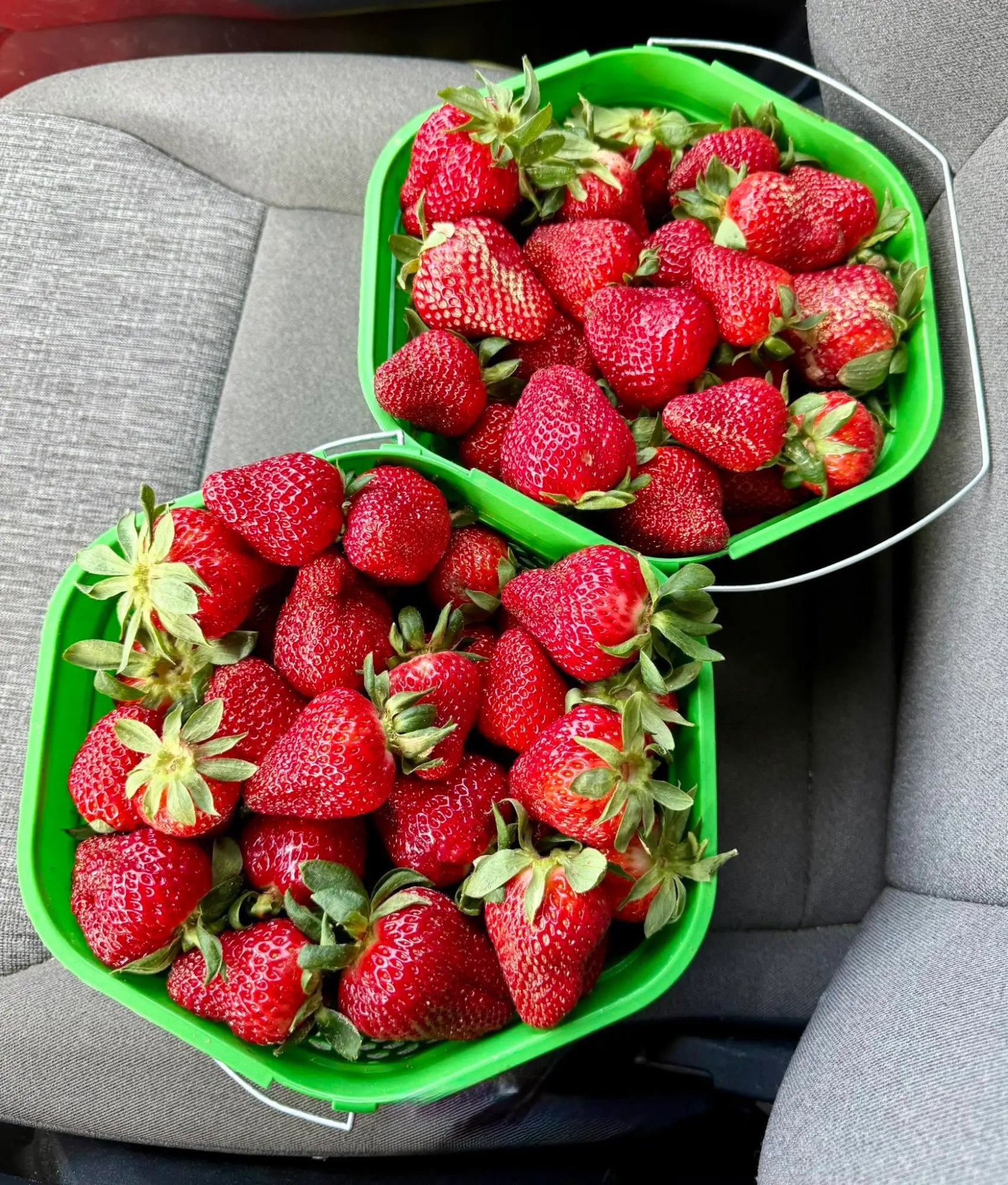 Strawberries grown by McCurley Farms in our compost